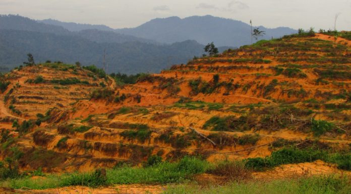 Hentikan pembalakan, musnah hutan Kedah
