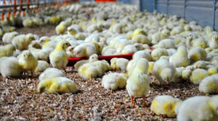 anak-ayam