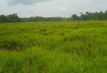 1,986 hektar tanah terbiar di Temerloh sesuai tanam padi