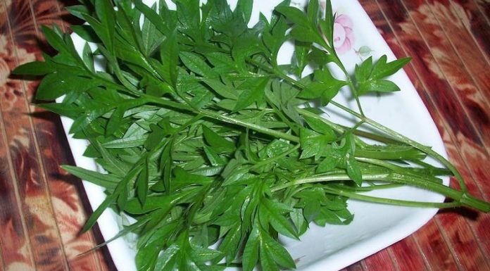 Cuci darah dengan ulam raja?