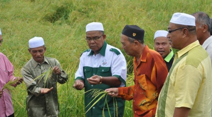Padi angin jejas pendapatan pesawah