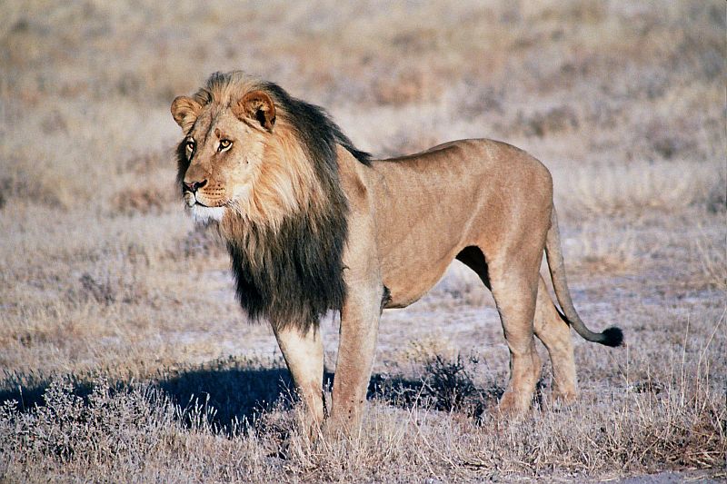 Animals edition. Девиз Дикие львы. Thin животное. Thin Lion. Hungry Lion.