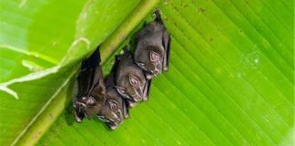 Tiada kejadian jangkitan virus Nipah terkini