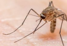 Malaysia berjaya kekalkan status sifar Malaria