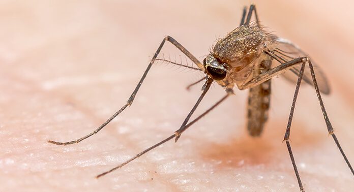 Malaysia berjaya kekalkan status sifar Malaria