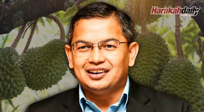 Nak tanam Musang King 1,000 ekar?