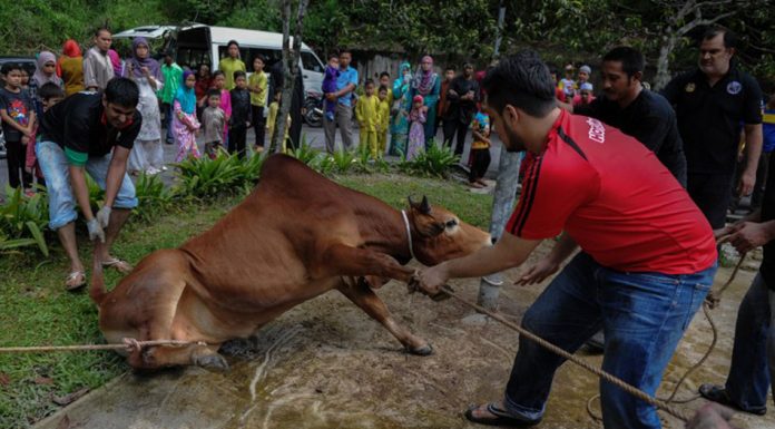Sambutan Raya Korban dibenarkan