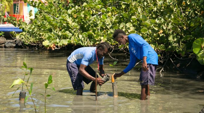 Kampung community successfully restores destroyed mangrove trees