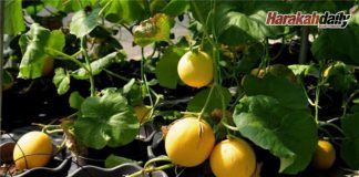 Rock melon Tuaran popular, jana hasil lumayan