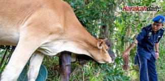 Cuba seludup lembu dari Sungai Golok