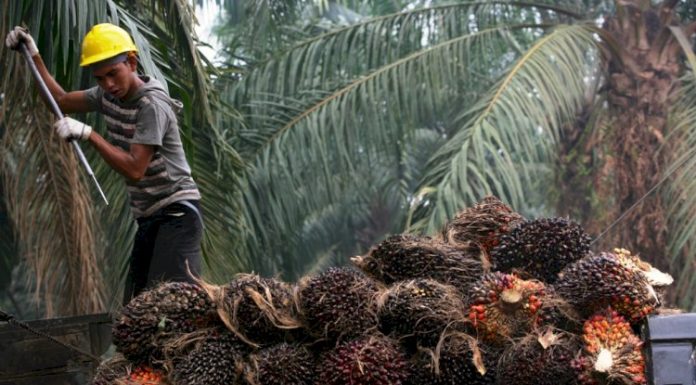 Kempen anti minyak sawit: Malaysia saman EU