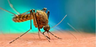 Johor records 28 dengue fever fatalities