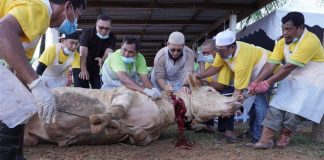 Pelbagai baka lembu meriahkan korban DUN Tepoh