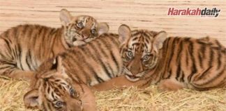 Puntum, Teja dan Bayu: Anak harimau Zoo Taiping