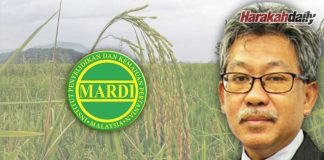 Padi angin: MARDI terbit manual kawal masalah