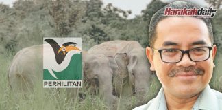 Peniaga buah beritahu gajah ‘singgah’ di gerai