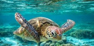Eating turtle meat can cause death – Academician