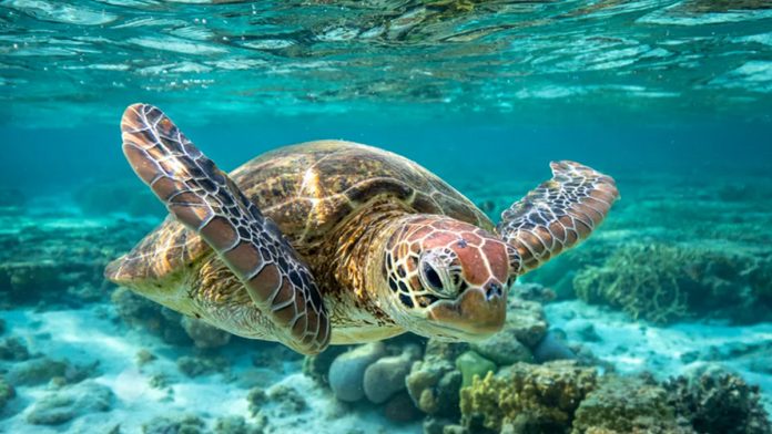 06092020turtle