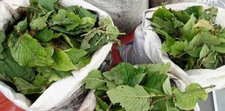 Civil servant caught with ketum leaves