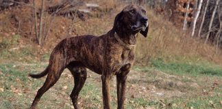Baby loses hand after bitten by pet dog