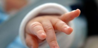 Dog which bit off baby’s hand unlicenced
