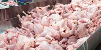 Price of poultries and eggs to remain unchanged in December