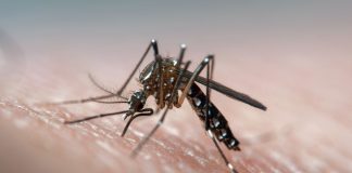 Selangor records 31,822 dengue cases until Nov 19