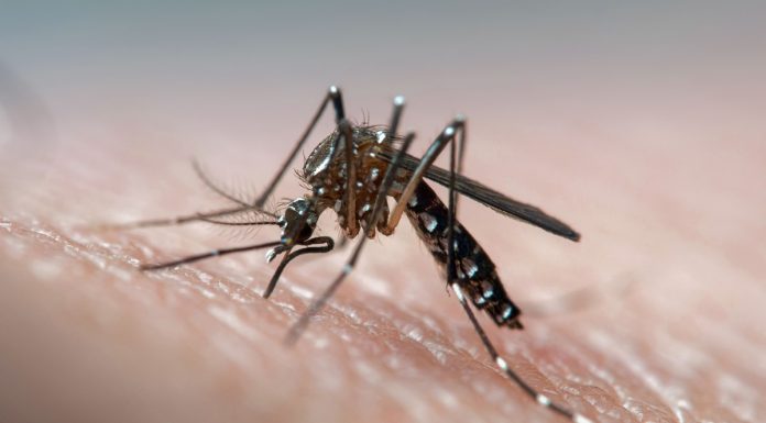Vietnam’s capital city likely to become dengue fever hotspot