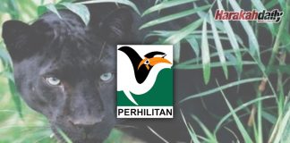 Harimau kumbang didakwa muncul di Kuala Pilah