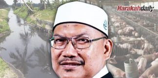Kebal sungguh si penternak babi