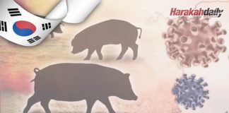 Korea dilanda wabak demam babi Afrika