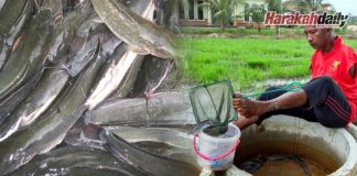 OKU tanpa tangan gigih usahakan ternakan ikan keli