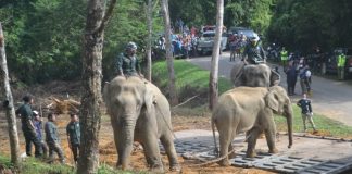 Gajah ‘bersosial’ di kawasan kebun penduduk