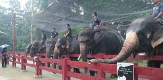 ‘Cherry’ dan rakan-rakan rindukan pengunjung