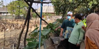 Ladang itik berkurang, pengeluaran telur meningkat