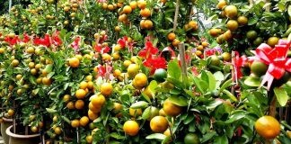 PKP: Pokok limau hiasan masih dapat permintaan