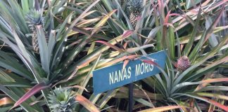FAMA bantu jual nanas Moris Johor RM1 sebiji