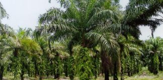 Peneroka lega hasil sawit melonjak tinggi