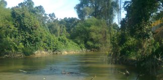 Hasil getah kurang, penoreh di Naka ‘hambat’ ikan