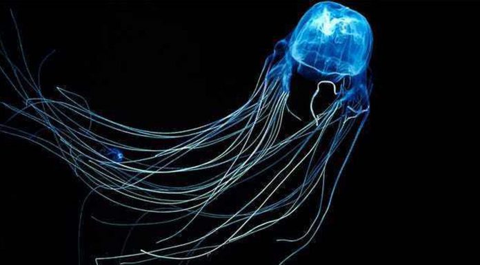 Labuan teenagers hospitalised due to jellyfish attack