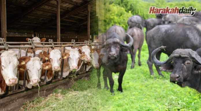 Memilih antara sekawan kerbau atau lembu
