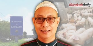 Ternakan babi ‘diundang kembali’ ke Bukit Pelandok?