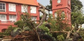 Tumbangnya pokok ikonik di Bandar Melaka