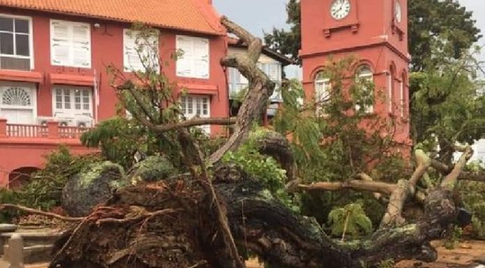 Tumbangnya pokok ikonik di Bandar Melaka