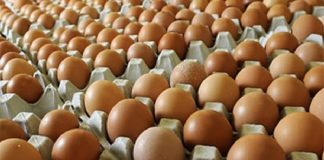 Telur: Pengguna dinasihat elak pembelian panik