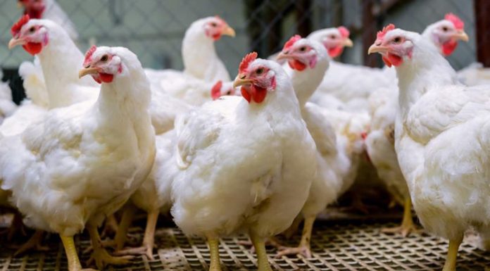 Sufficient chicken supply, no need to issue APs – Minister