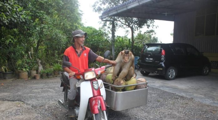 Pemungut kelapa akui raih pendapatan lumayan
