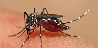Kes demam denggi, chikungunya di Perak turun