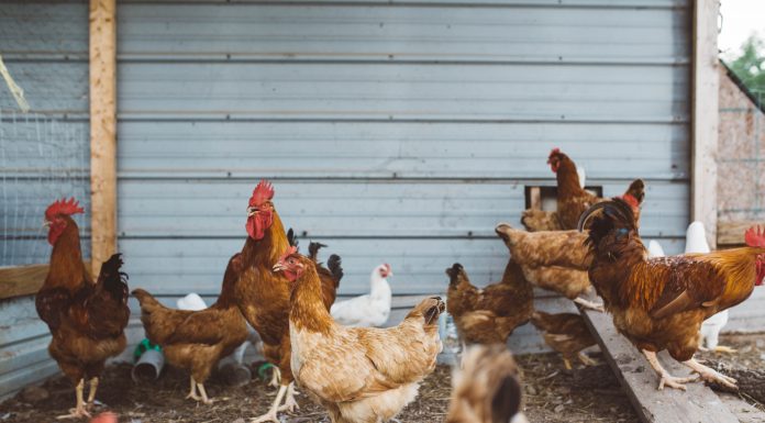 Kenaikan harga ayam beri kesan hadapi Covid-19