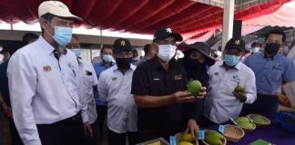RM66.7 juta sasaran jualan mangga harumanis